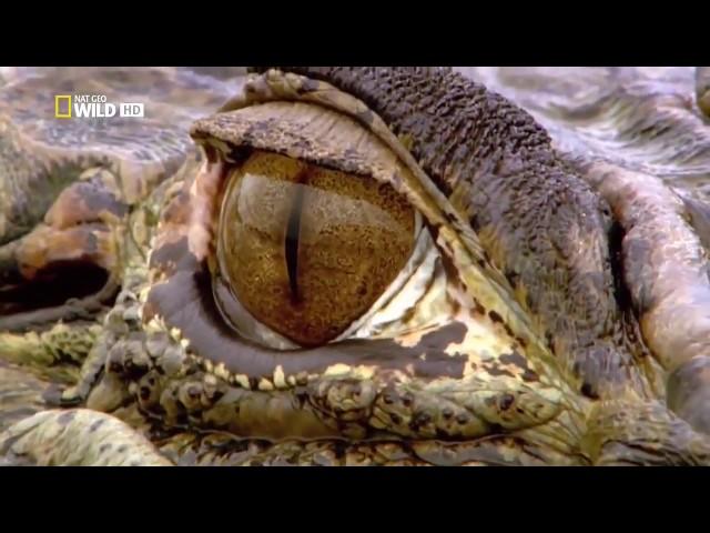 The wild nature of the Amazon. Documentary