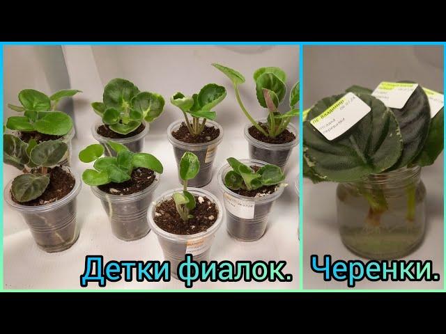 Рассадка деток фиалок. Черенки- из воды в грунт.