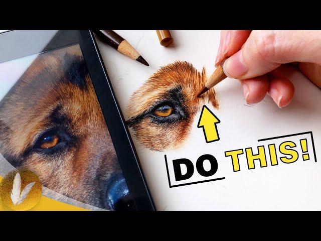 Draw Epic Realistic Fur | Colored Pencil Tips And Techniques Dog Eye Tutorial