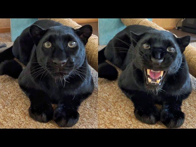 The reaction of the panther Luna to men and women