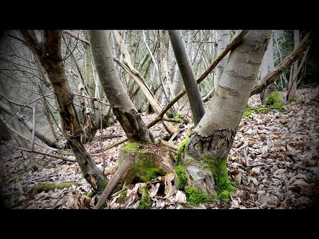 Rustling Leaves and Snapping Sticks