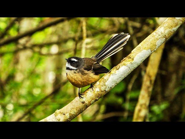 Fantail / Piwakawaka - Birds of Inland Kapiti, New Zealand