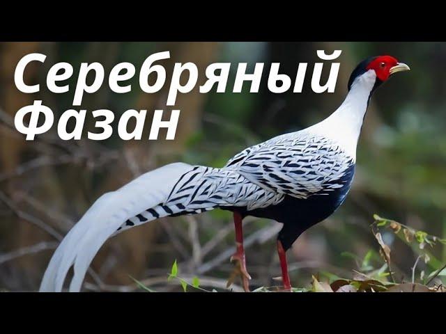 Серебряный Фазан (Интересные Факты)