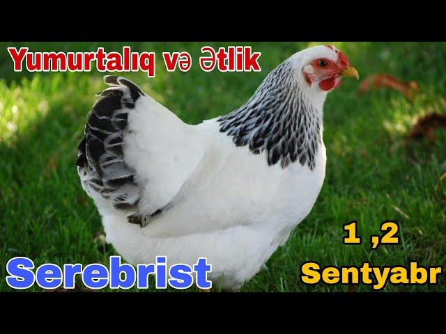 Yumurtalıq və Ətlik Serebrist Cücə Satışı 1 ,2 Sentyabr