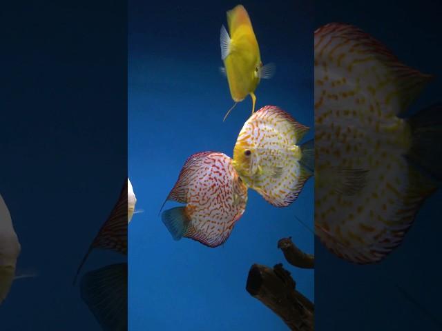 Discus at their best. #fish #discusfish #aquarium #discus #fishtank