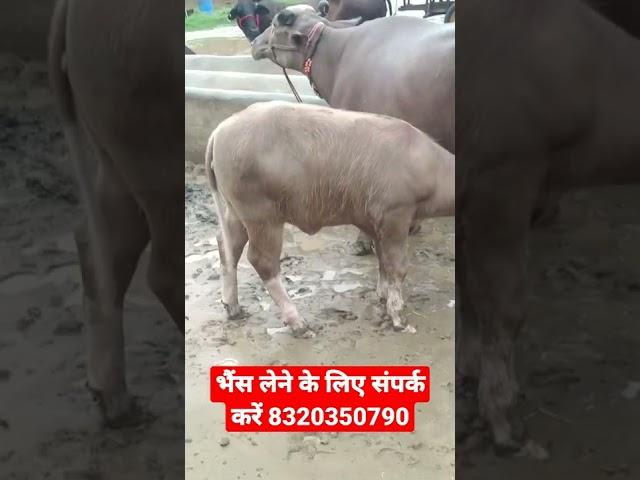 Buri Nili Ravi Buffalo, #buffalo #forsale #video #dairyfarming #shorts #viralvideo #tarding #top