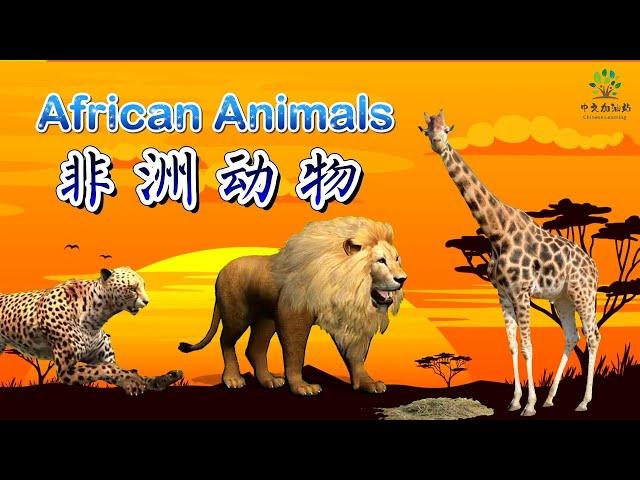 Name of African Animals sounds|【非洲动物】|中文加油站2022