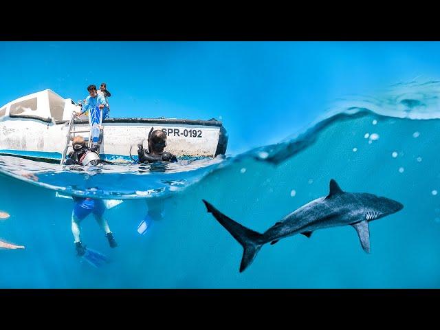 Volunteer with Sharks | The Great Projects