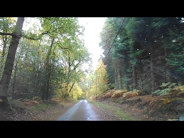 La forêt de Brotonne à Aizier ( Eure ) (1)