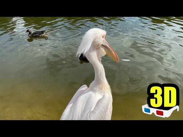 Animals in 3D - Apple Spatial Video