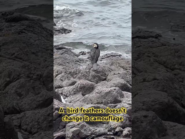 Waiting for food #shorts #satisfying #beach #viral #viralvideos #birds #trending #sonialippl #asmr