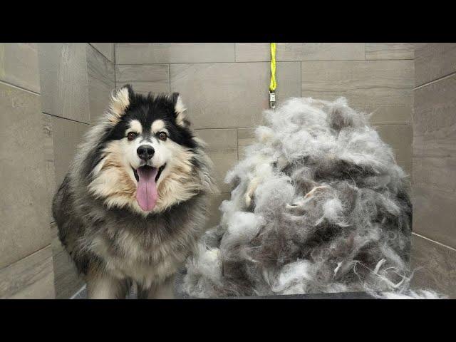 Husky dog EXTREME Grooming Makeover: 6 Hour Transformation! 