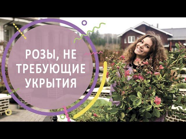 #РОЗЫ | Розы, зимующие в Подмосковье без укрытия