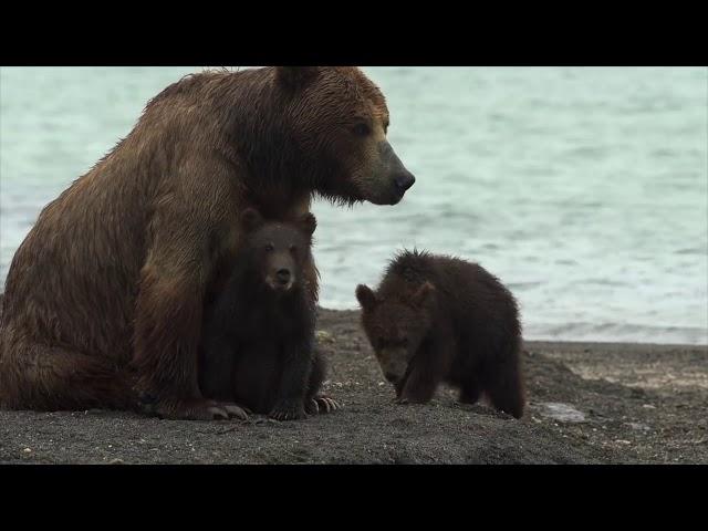 «Медведи Камчатки  Начало жизни». 13 октября в 19:20 (Президиум РАН)