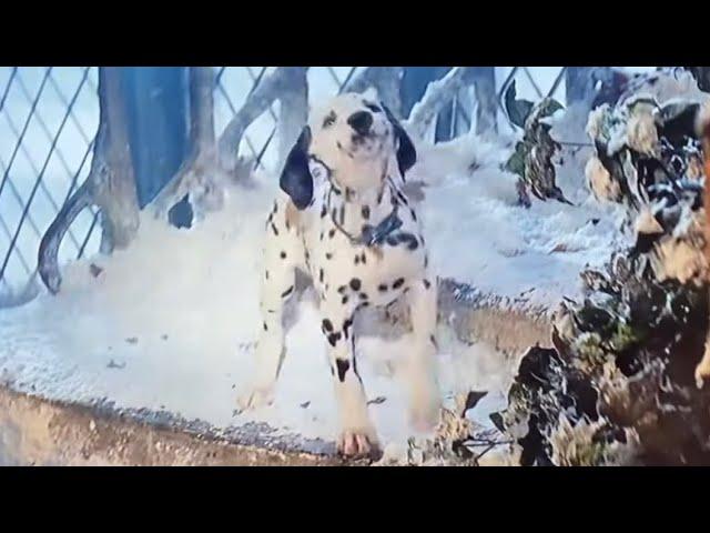 101 Dalmatians 1996: Whizzer traps Horace and Jasper