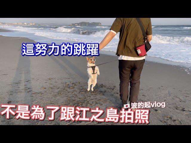 【波的起日本life#22】湘南海邊公園散步 | 跟老公帶狗狗意見不一樣的時候 | 傑克羅素日本生活vlog