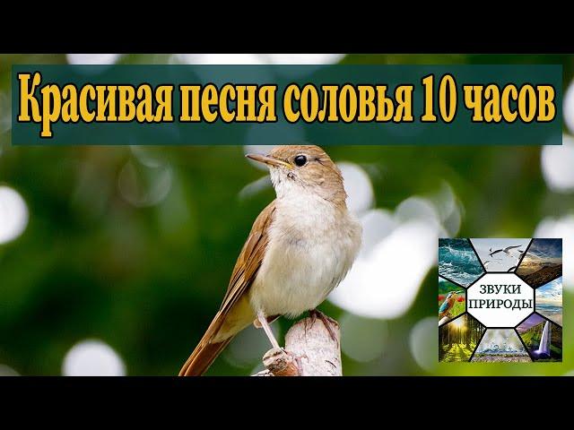 Красивое пение соловья | Пение птиц | Песня соловья| Музыка для сна | Релакс