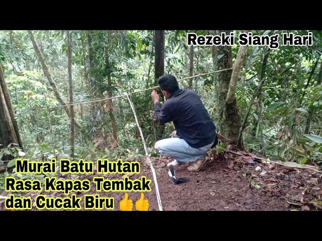 Murai Batu Hutan Volume Dan Isiannya Mantulllll 