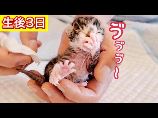 鼻からミルクを出して苦しむ生後３日の赤ちゃん子猫。【保護猫】