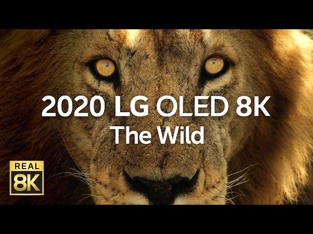 2020 LG OLED 8K l  The Wild 8K HDR 60fps