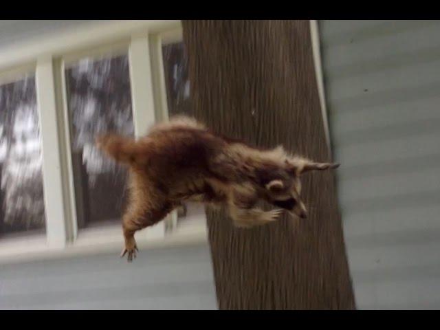 Crazy Raccoon Attacks German Shepherd