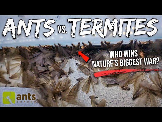 ANTS vs. TERMITES | I Filmed Nature's Biggest War In My Yard