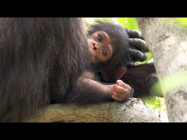 Gombe National Park Trailer