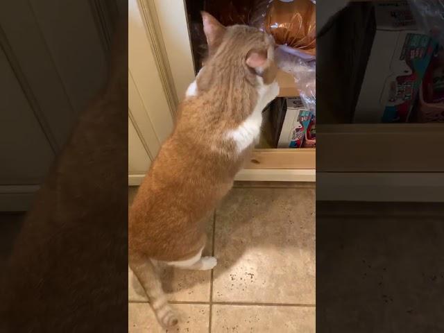 Funny orange fat cat caught trying to get bread loaf