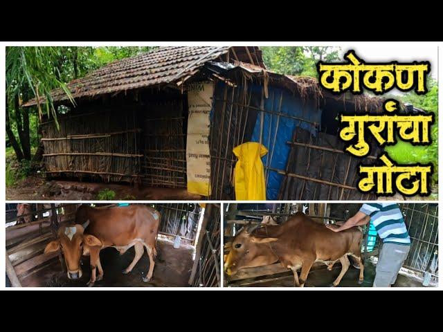 कोकण गुरांचा गोठा Village Life in Konkan #Konkan_Vlog कोकणी गावच जीवन konkan marathi vlog #konkan