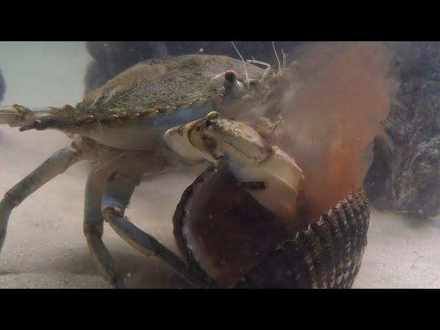 crab eats big clam live