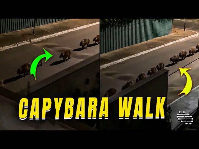 Person on Balcony Filming a Line of Capybara Walking Down the Street