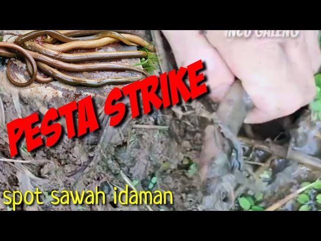 Ngurek Belut di Sawah Idaman dijamin Pesta Strike| edisi tangan pegal|