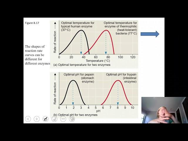 Chapter 8  Factors affecting enzyme activity