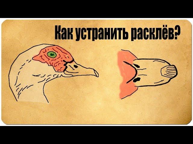 Как вылечить каннибализм у мускусных уток?