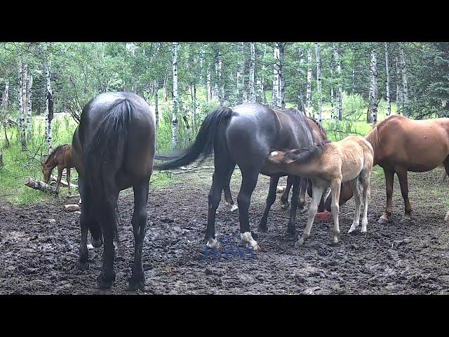 "Meet Rambo: The Brave Wild Stallion of Alberta"