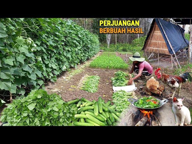 Menjual ke desa, panen bayam,kangkung & timun, masak sayur, hidup dihutan berkebun & beternak CHr-86