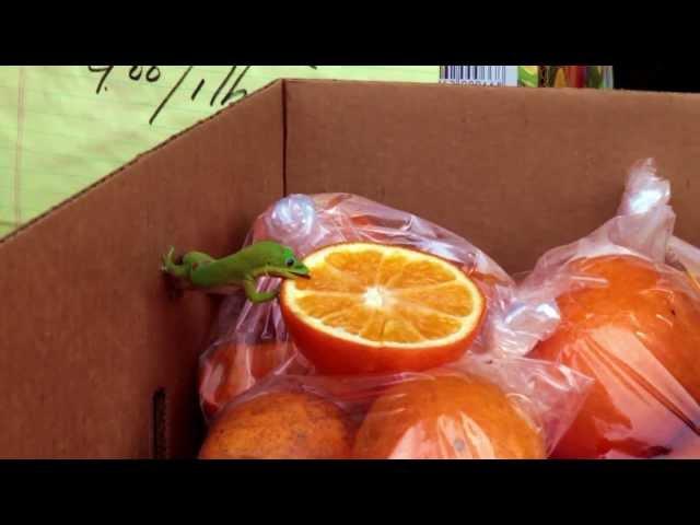 Day Gecko enjoying some Orange