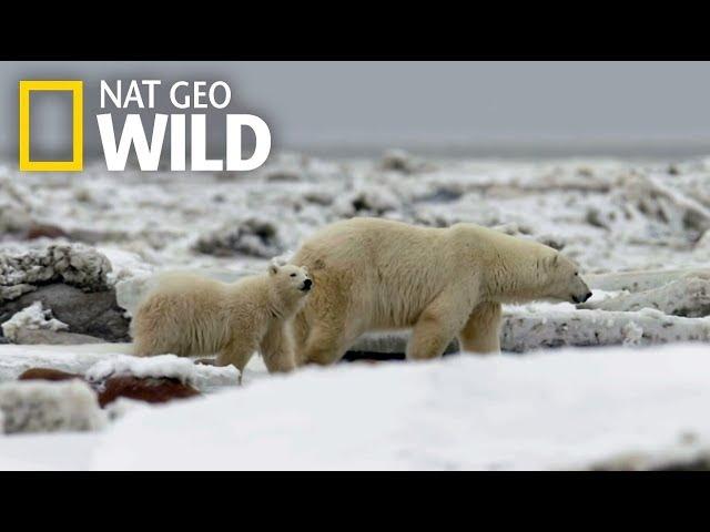 "Нашествие полярных медведей". Фильм NatGeoWILD