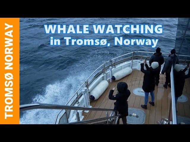 INCREDIBLE ARCTIC WHALE Watching in Tromsø, Norway  Orca & Humpback Whale Tours with Brim Explorer