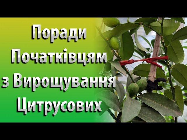 Мої Поради щодо Вирощування Цитрусових для Початківців