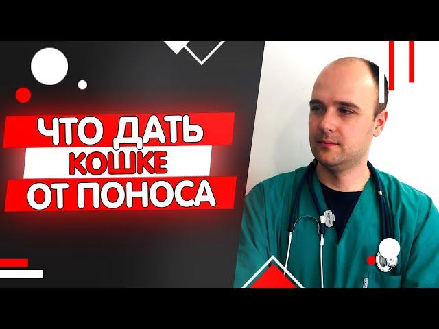 Что дать кошке коту котенку от поноса в домашних условиях