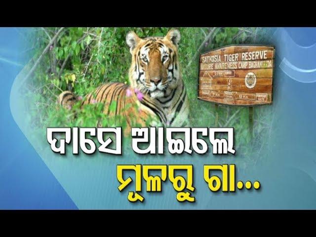 Odisha Govt Planning To Re-Initiate Satkosia Tiger Project