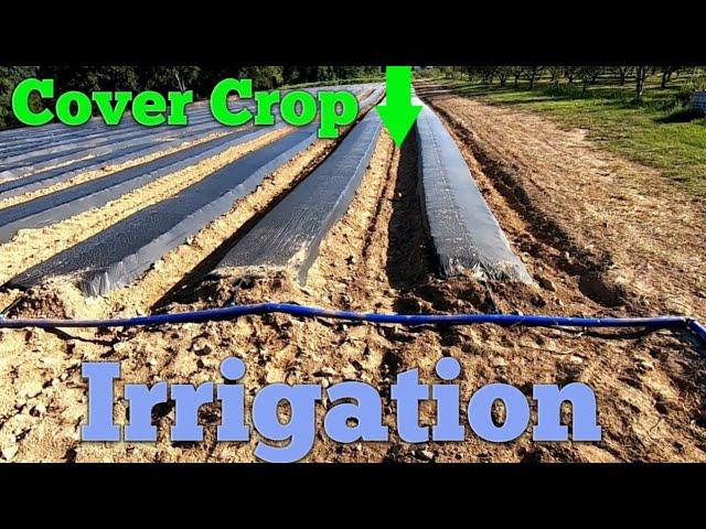 Irrigation Setup/Cover Crop  on Strawberries 