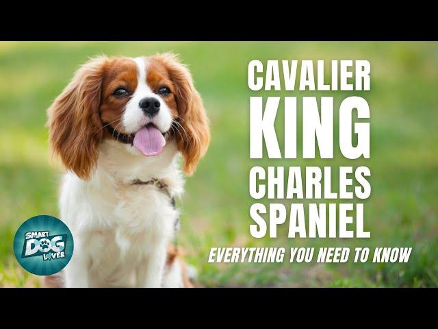 Cavalier King Charles Spaniel Dog Breed Guide | Dogs 101 - Cavalier King Charles Spaniel