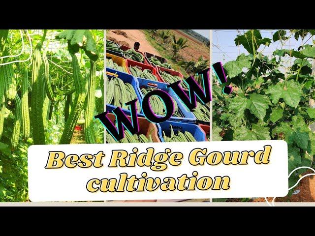 Best Ridge gourd cultivation | 2500 kgs single Harvest from 2 acres |