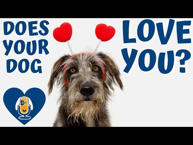 Does Your Dog Love You? Let’s Talk Relationships #80