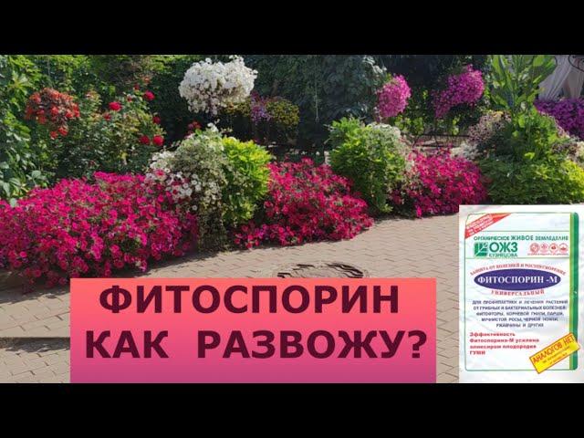 ФИТОСПОРИН. КАК Я РАЗВОЖУ.