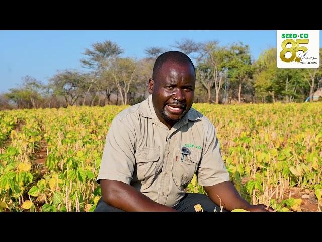 Seed Co Sugar bean variety selection