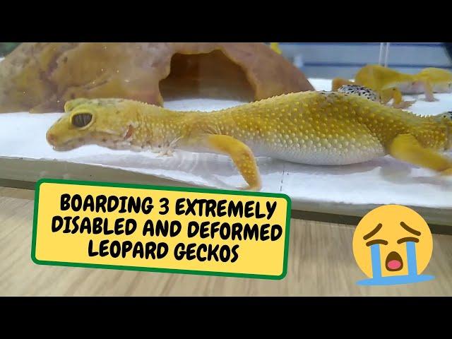 BOARDING 3 EXTREMELY DISABLED AND DEFORMED LEOPARD GECKOS (Snake Island Exotics)