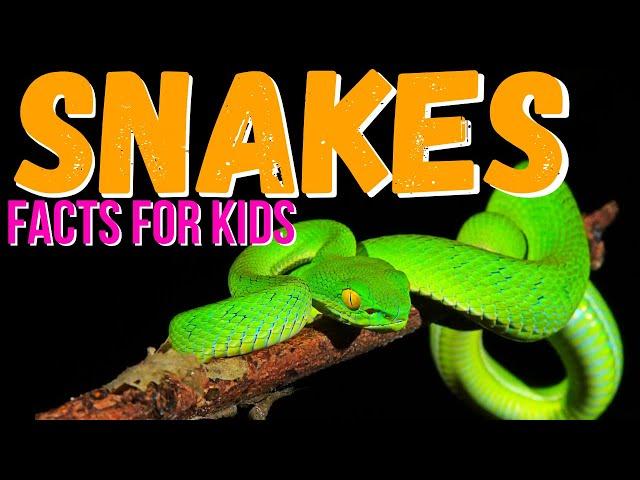 Snake Facts for Kids | What Is A Snake